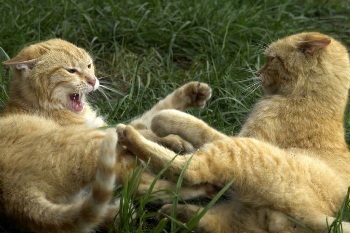 foto de el celo del gato Cómo se manifiesta el Celo y la Sexualidad en los gatos