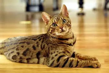 foto de Que es la Felinofilia Que es la Felinofilia