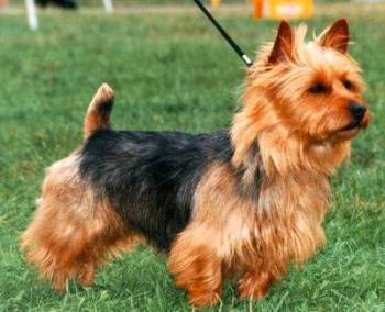 foto de raza Australian terrier razas de perros perros mniatura perros de raza Perros razas raza de perros perros