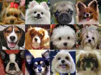 foto de razas de perros miniaturas