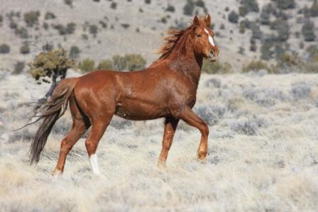fotos de caballo mustang fotos de caballo mustang