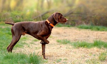 foto de perro de caza - raza de muestra