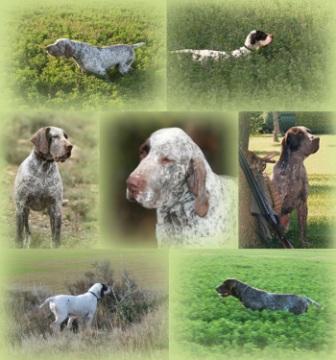 foto de perros de caza - perro de muestra