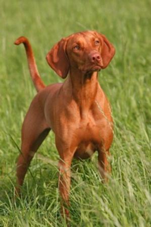 foto de perros de caza - raza de muestra
