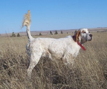 foto de perros de caza- razas de muestra