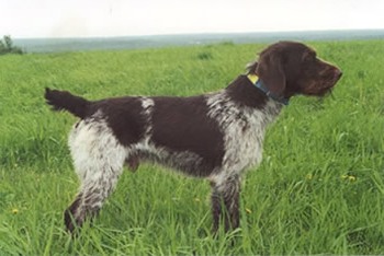 foto de perros de caza- razas de muestra