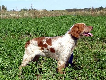 foto de perros de caza - razas de muestra