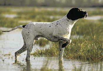 foto de perros de muestra