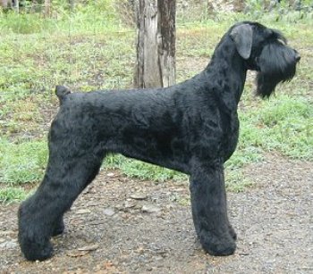foto de Perro Schnauzer Gigante Raza de Guardia y Defensa Perro Schnauzer Gigante Raza de Guardia y Defensa
