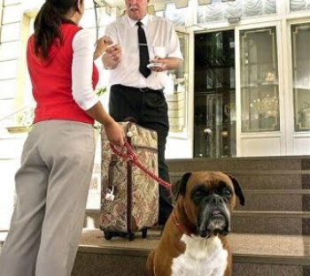 foto de alojar una mascota en hotel