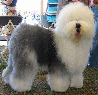 foto de old english sheepdog