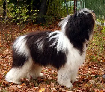 Foto de Perro Pastor Polaco de las Llanuras Perro Pastor Polaco de las Llanuras
