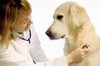 foto de tipo de enfermedades en los perros Tipo de Enfermedades en los Perros