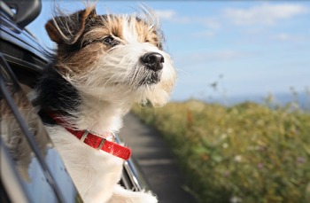 foto de viajar en auto con una mascota