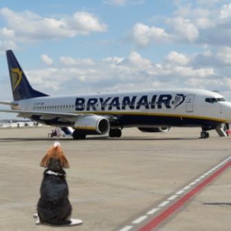 foto de viajar con mascotas