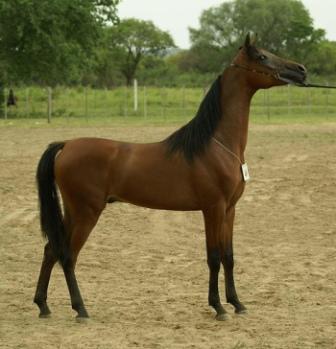 caballos arabes en venta