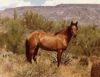 caballos salvajes mustang