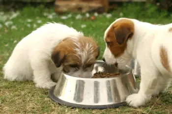 foto de como alimentar un cachorro