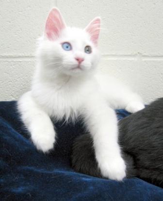 Resultado de imagen para IMAGENES GATOS BLANCOS DE ANGORA