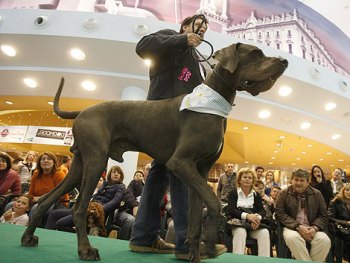 foto de perros de exhibicion