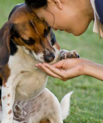 foto de tener un perro bien educado Beneficios de Tener un Perro Bien Educado