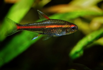 foto de Hemigrammus Erythrozonus Peces Tetra Incandescente