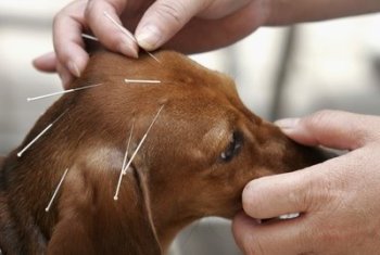 foto de terapias para mascotas Remedios Naturales para Mascotas