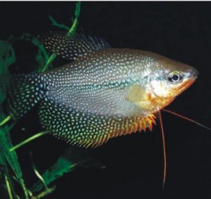 foto de pez gurami perla Peces Gurami Perla Pez de acuario