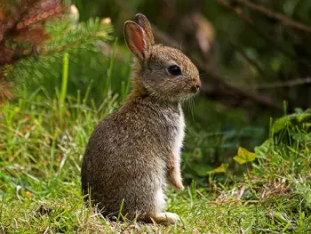 HABITAD CONEJO habitad conejo: