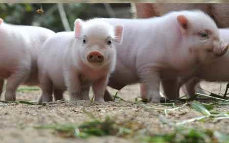 Mirada del mini pigs fotos de MiniCerdo