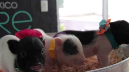Trio de mini pigs fotos de mini pigs