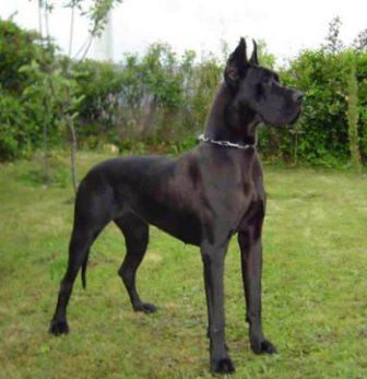 fotos de gran-danes Fotografías e Imágenes de la Raza Gran Danes