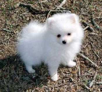 foto de perro pomerania Perro Pomerania de hermoso pelaje