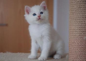 foto de raza de gato ragdoll Cualidades del Gato Raza Ragdoll