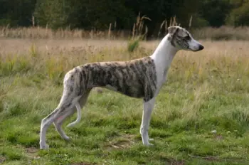 foto de perro whippet El Whippet es el perro más rápido que existe