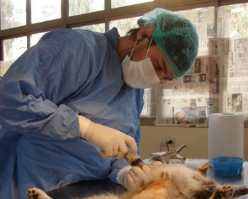 foto de Edad Ideal para Esterilizar una Mascota