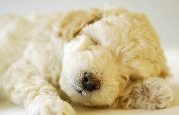 cachorro Poodle cachorro Poodle