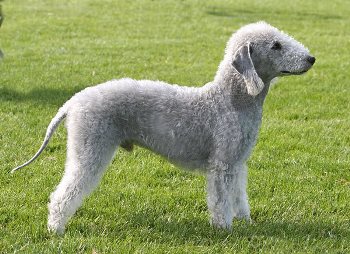 Foto de BedlingtonTerrier Raza Bedlington Terrier