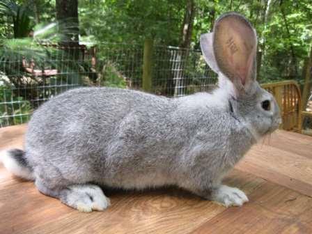Flemish Giant Flemish Giant