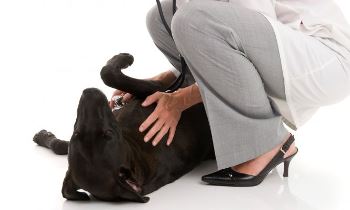 Epilepsia en Perros Epilepsia en Perros