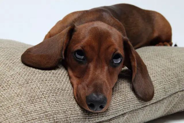 Demostrado tu perro podría estar celoso Demostrado tu perro podría estar celoso