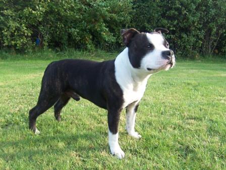 Staffordshire Bull Terrier Foto de Staffordshire Bull Terrier