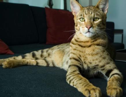 Foto de gato Ashera Foto de gato Ashera