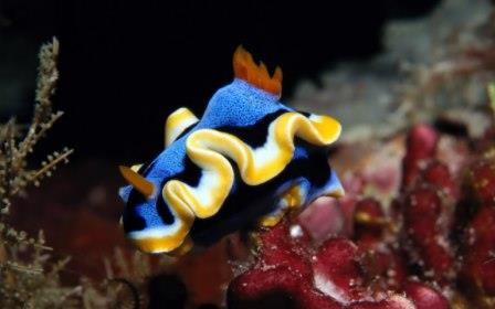 foto de Nudibranquio foto de Nudibranquio