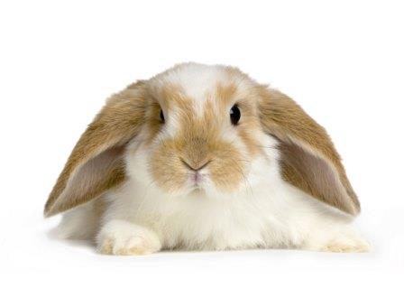 cuidar orejas del conejo Cómo cuidar las orejas de un conejo
