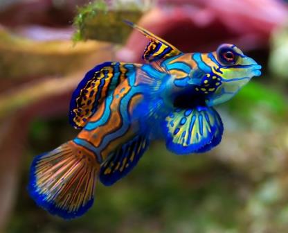 pez mandarin Especies de peces más coloridos y hermosos