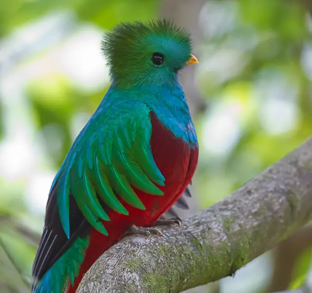 Quetzal