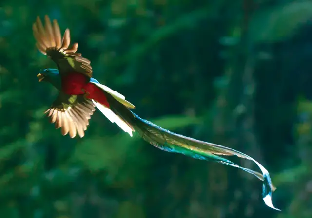 Quetzal en vuelo