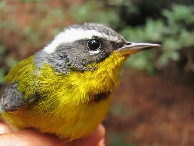 chipe alidorado, animales que detectan tornados Las aves intuyen los tornados