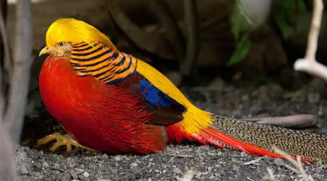 El faisán dorado